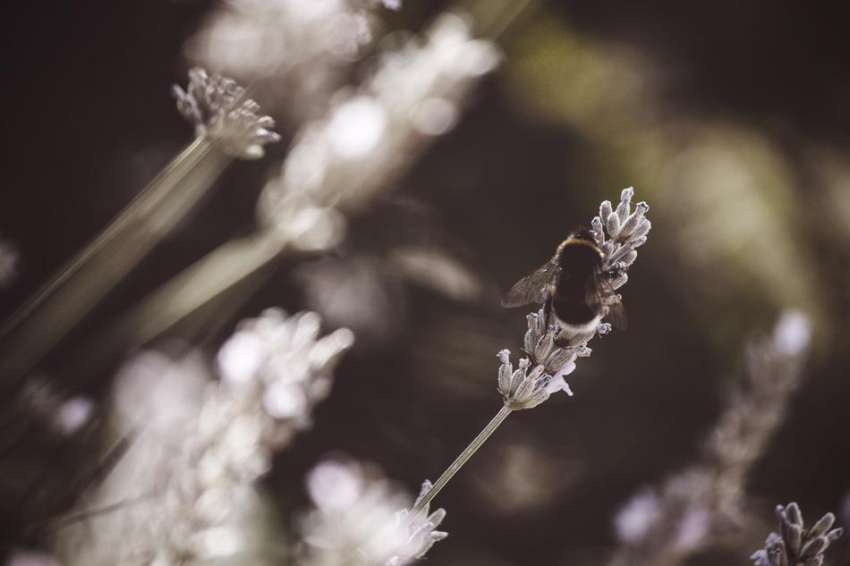 Hummel Bee Insect