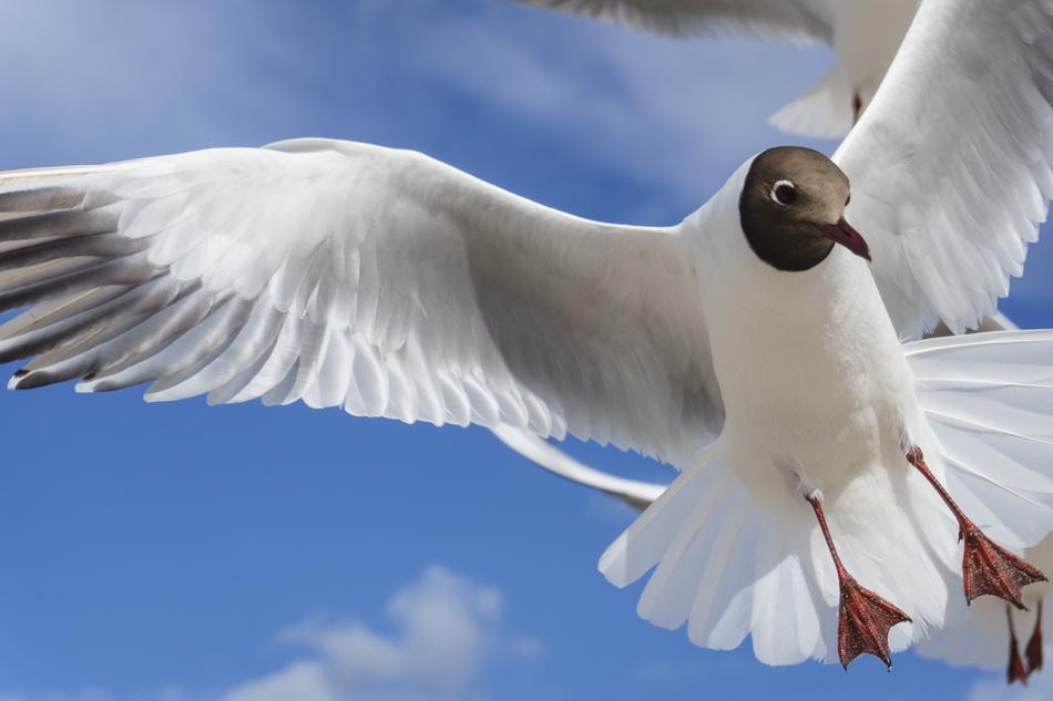black headed seagull in flight close up