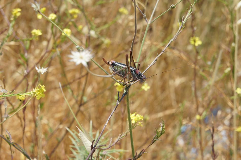 Locusts Grass Insect