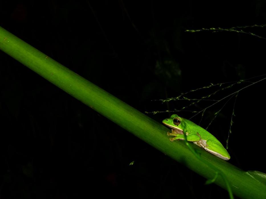 Frog Insect Leaf No Crest Of The