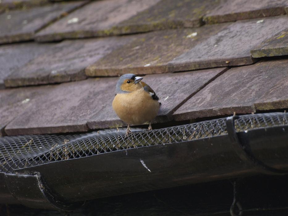 Bird Chaffinch Perched