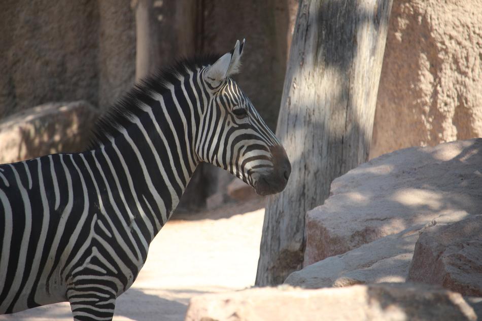 Zebra Zoo Stripes