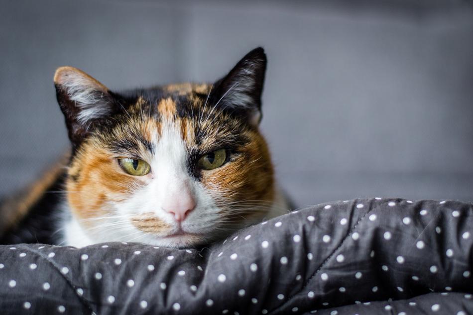 Cat Tranquility Animal