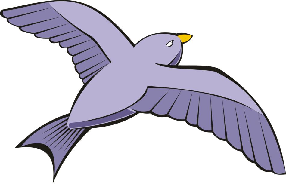 bird pigeon flight sky violet