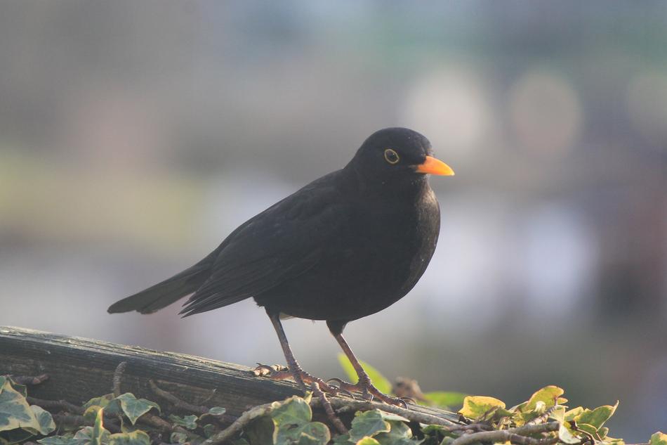 Bird Blackbird Garden