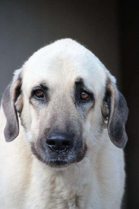 Kangal Herd Protection Dog Guard free image download