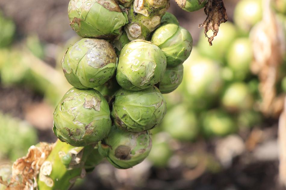 round vegetable sprouts