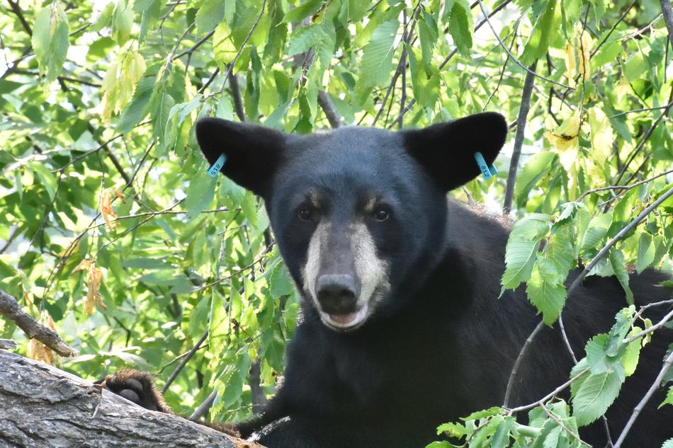 Beautiful and cute, black bear, among the green trees, with the leaves, in light, in Minnesota, USA