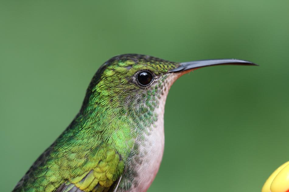 Hummingbird Bird