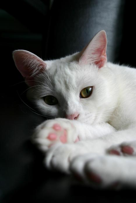 White Cat Window