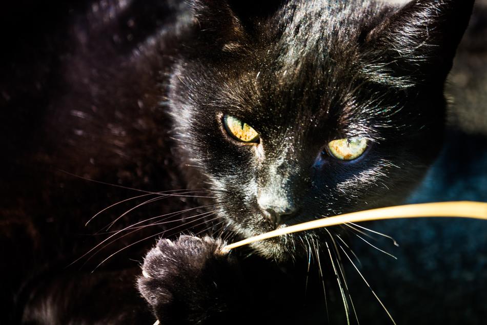 Cat Black Eye Cat'S