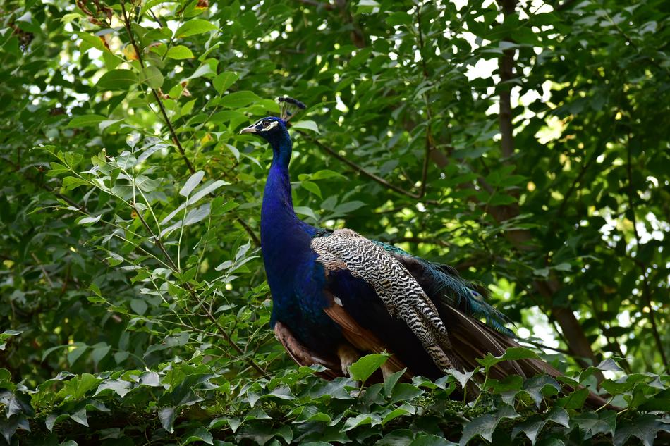 Peacock Bird in the forest