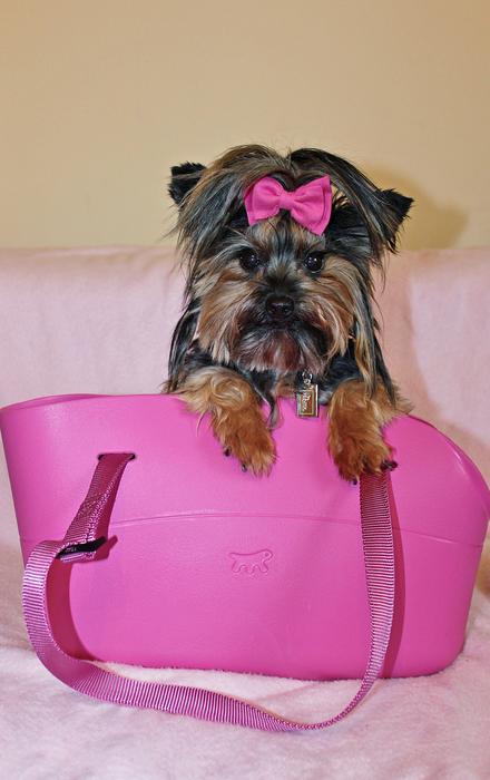 Yorkshire Terrier Dog Beauty