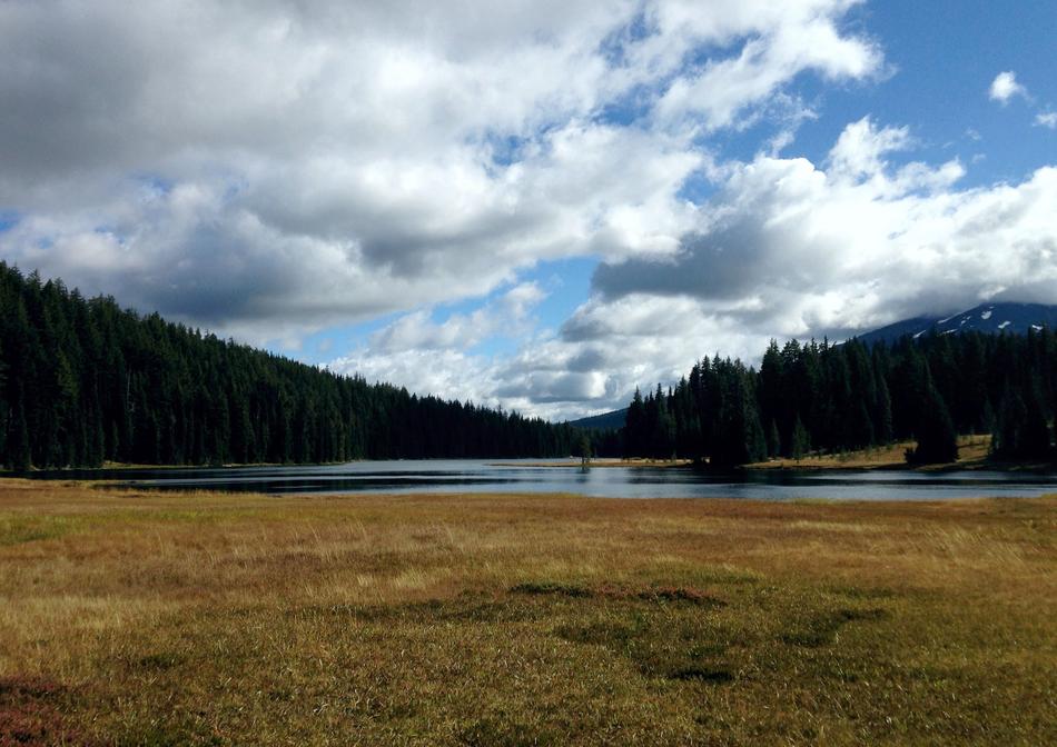 Lake Trees Background