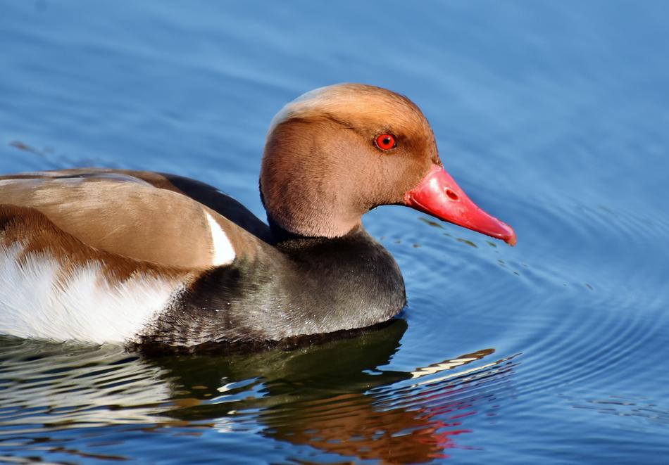 Piston Duck Water Bird