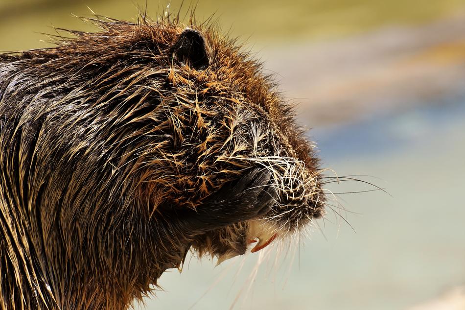 wet brown nutria