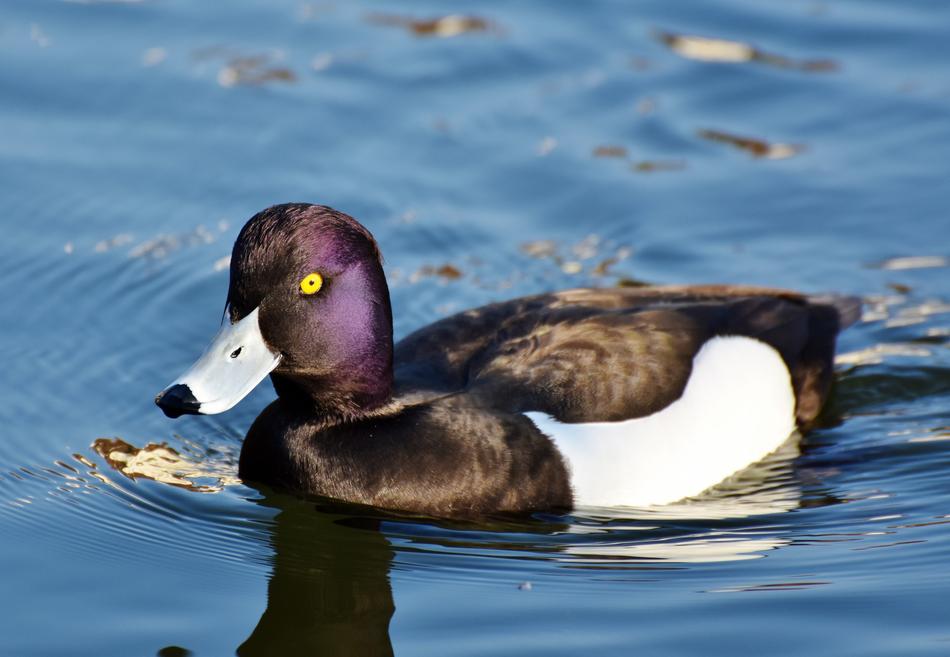 Violet Duck Small Mountain duck