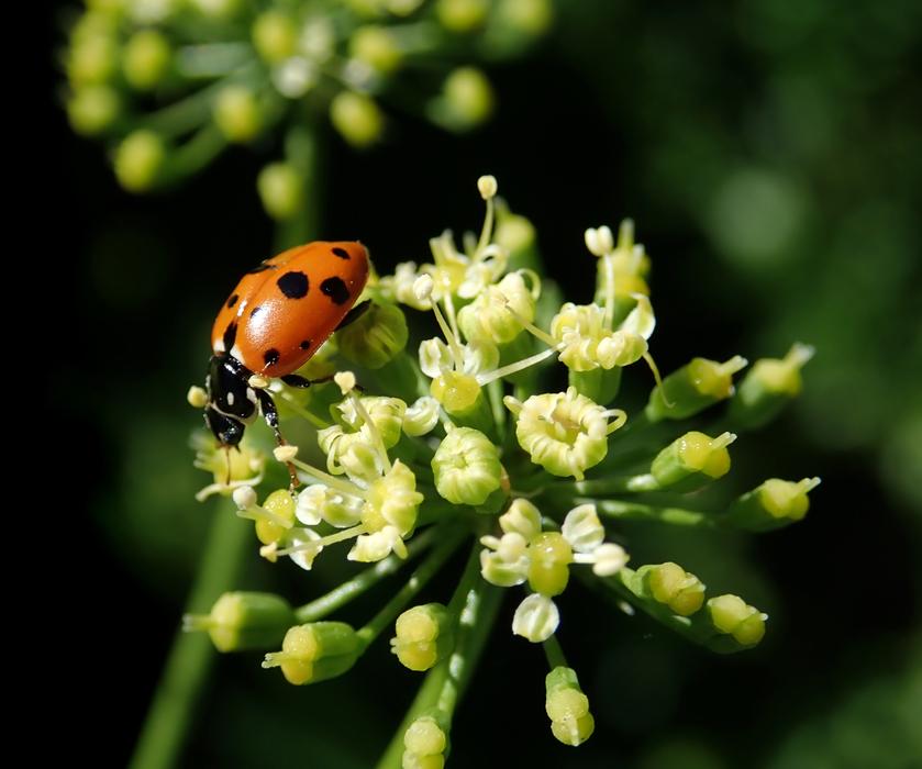 Ladybird Insect Parsley Flower