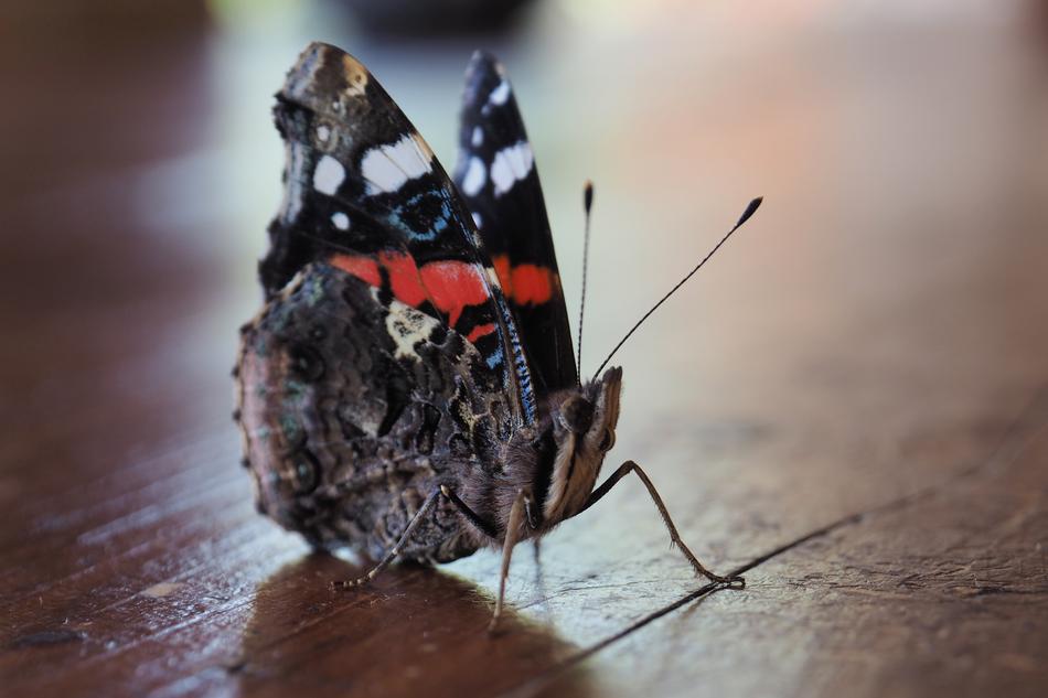 Butterfly insect on wood closeup view