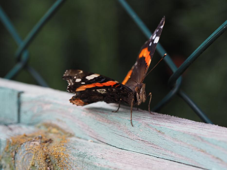 Butterfly Insect by Fence