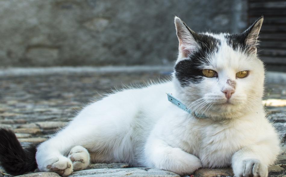 Animal Cute Cat