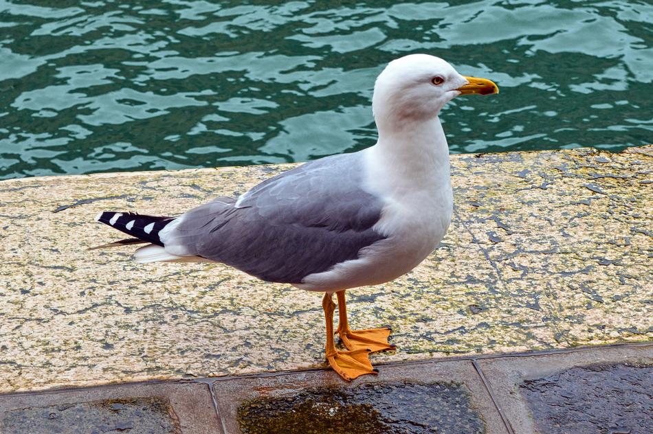 Bird Seagull Wings