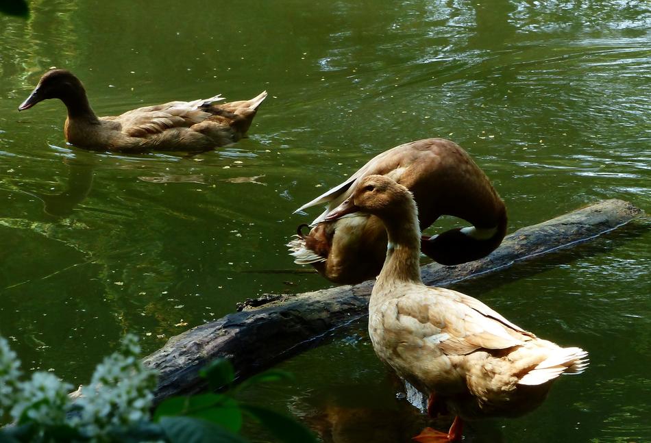 Duck Bird Body Of Water