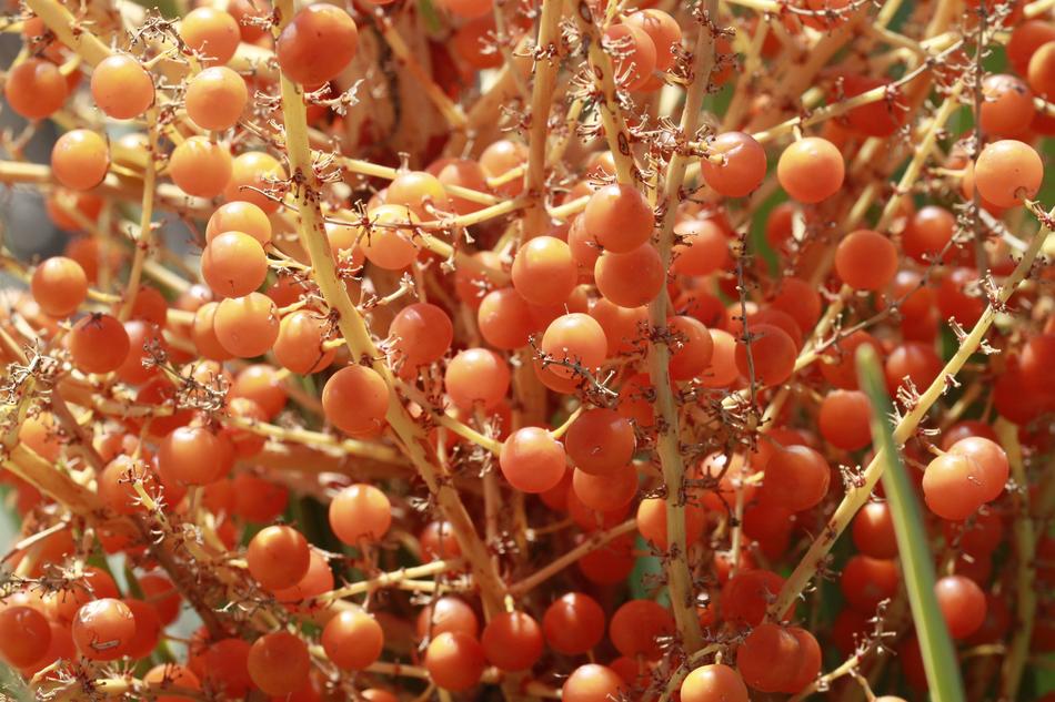 fruitful tree in the garden