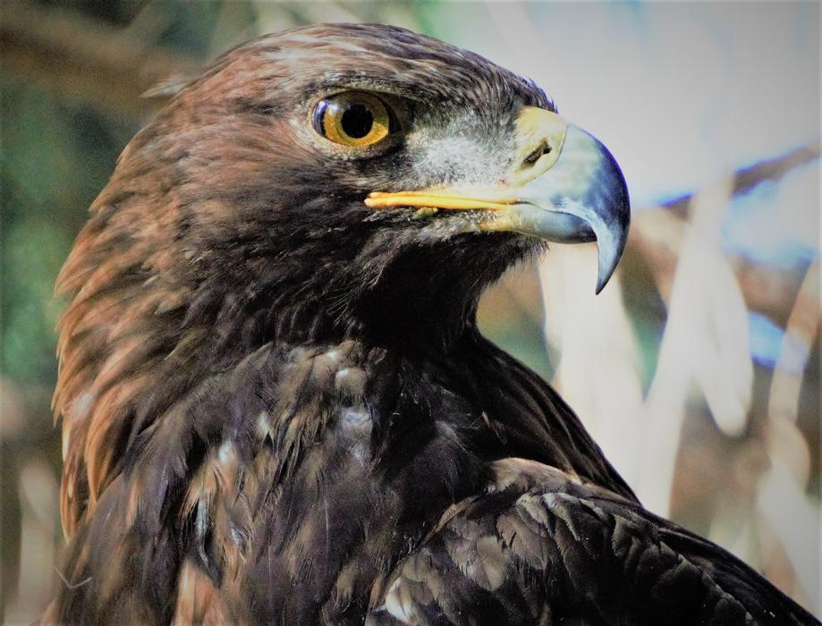 Golden Eagle Bird Wi