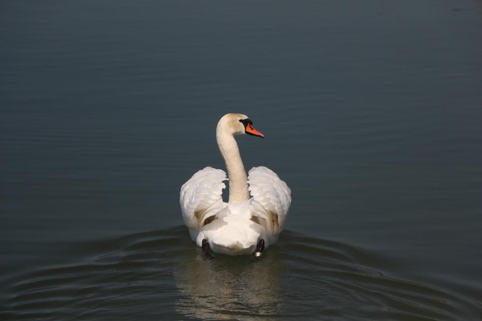 white swan with wings swims away