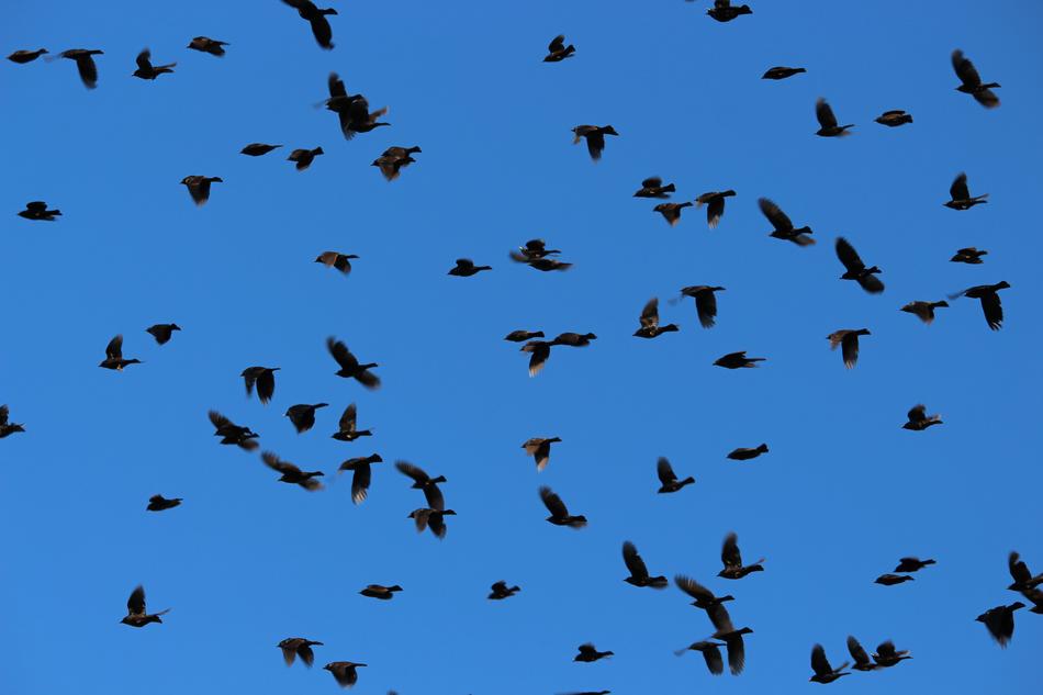 Bird Sky