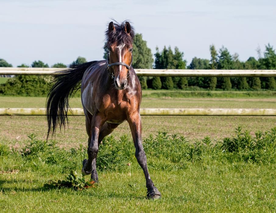 Horse Run Grass