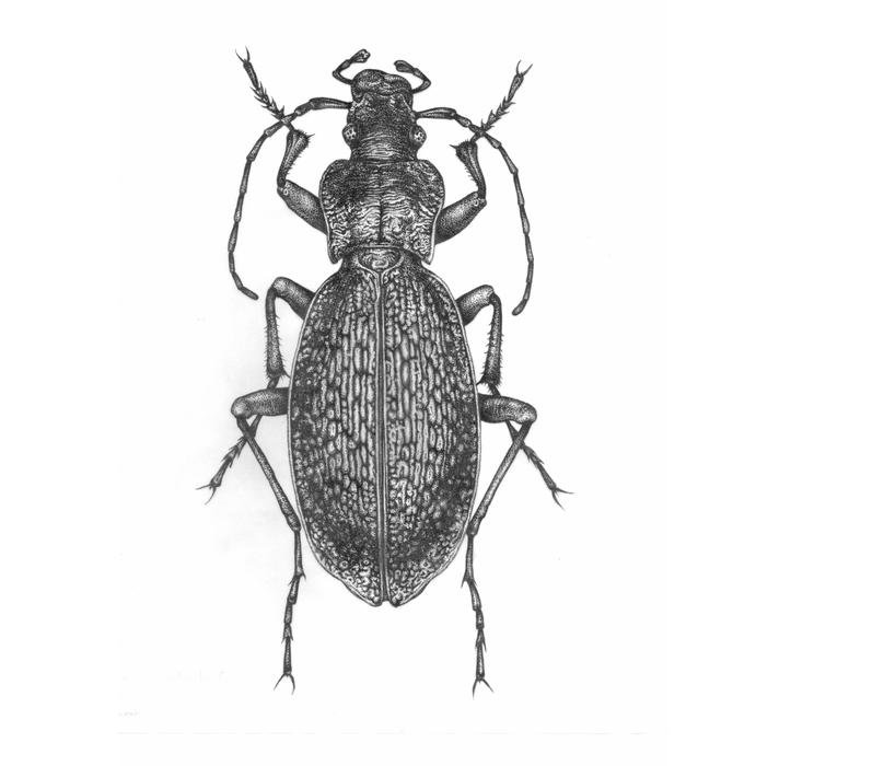 the beetle insect nature isolated