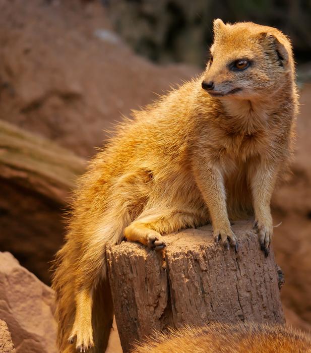 cute meerkat sits on a stump