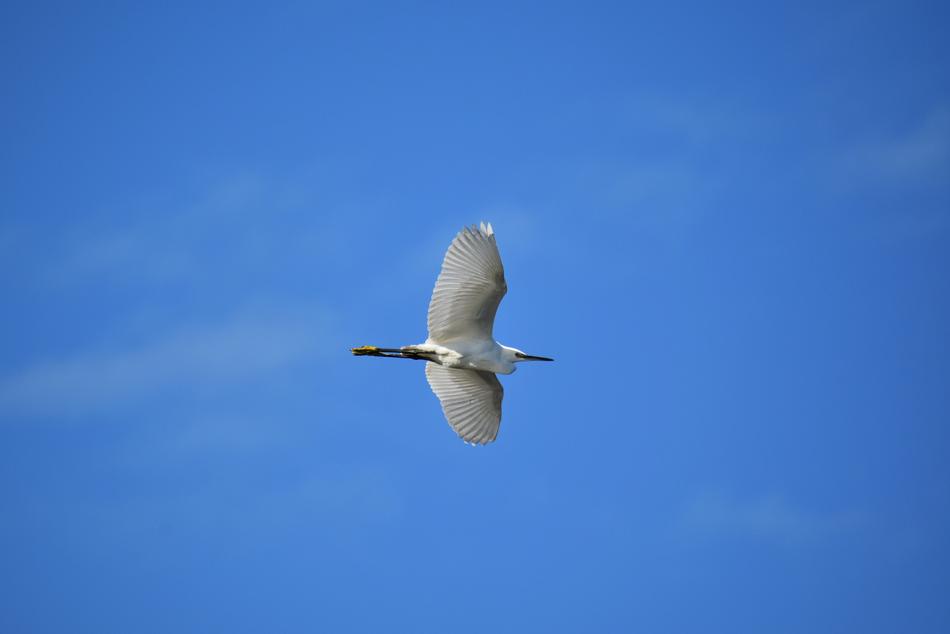 Animal Sky Bird Wild
