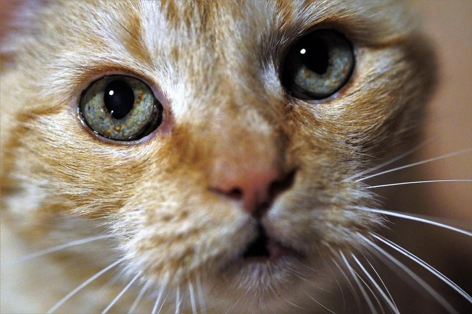 Close up of the cat face with green eyes
