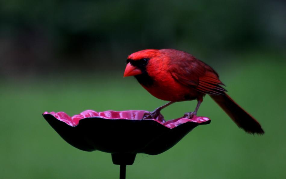 Bird Red Cardinal Northern