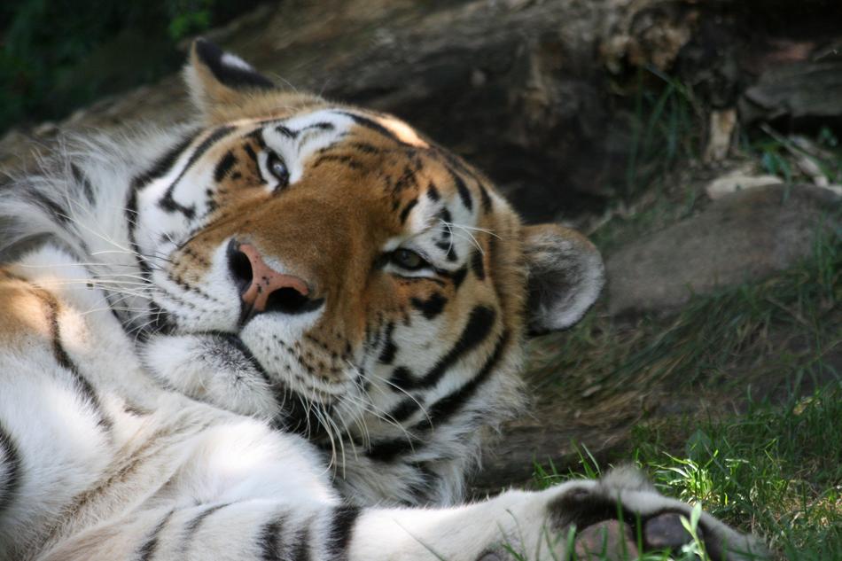 Cat Fauna Tiger