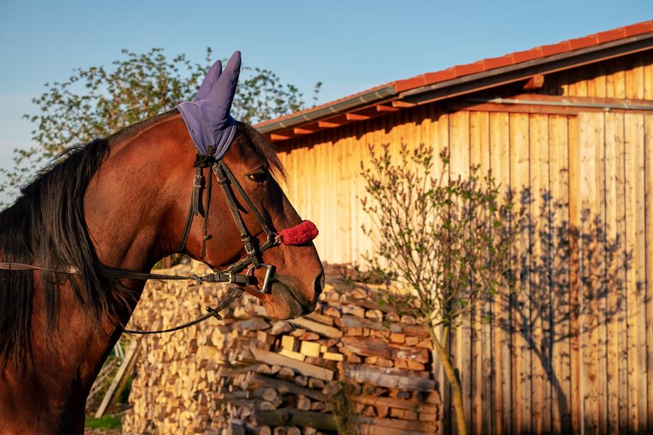 Horse Brown Head