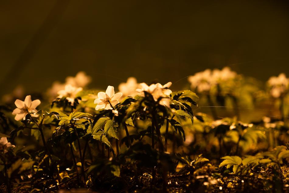 Background Nature Plant