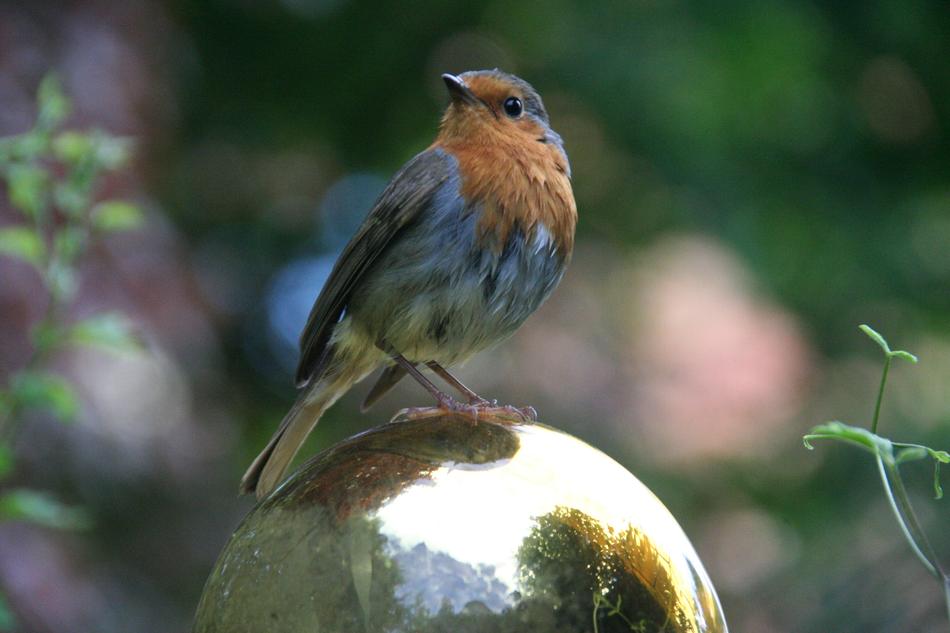 Robin Songbird Bird