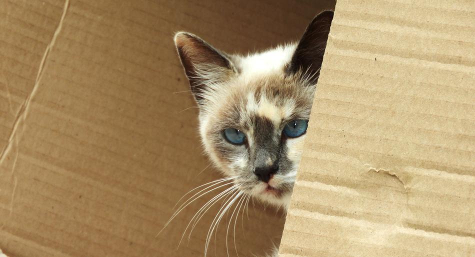 cute Nice Cat