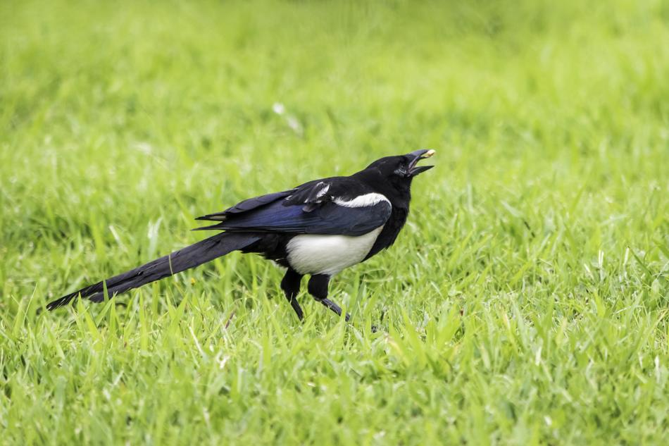 Bird Nature Grass