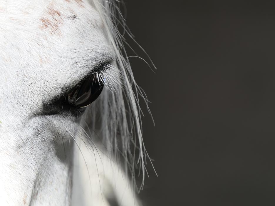 white Horse Eye Portrait