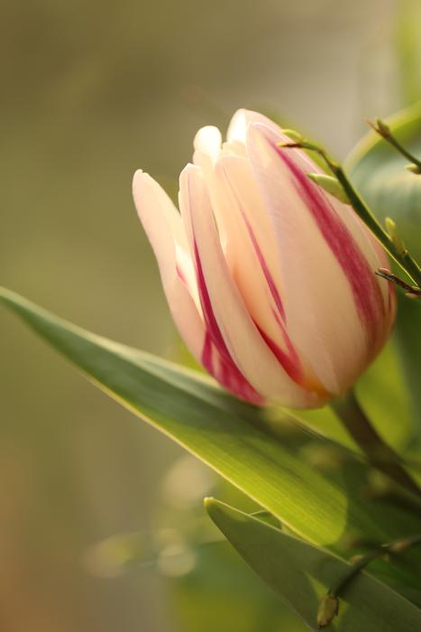 Tulip Striped The Blurred