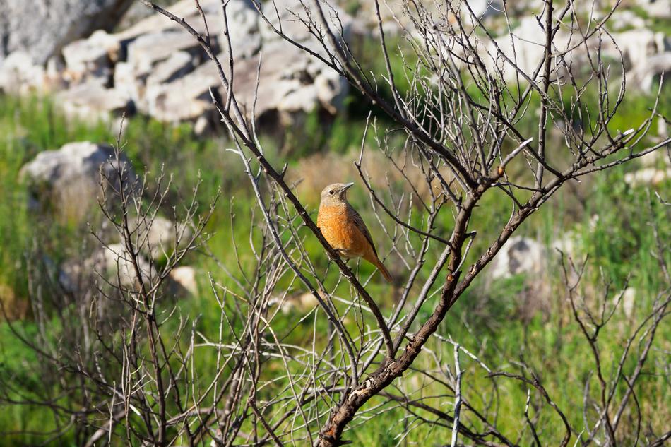 Female African Stonechat Bird