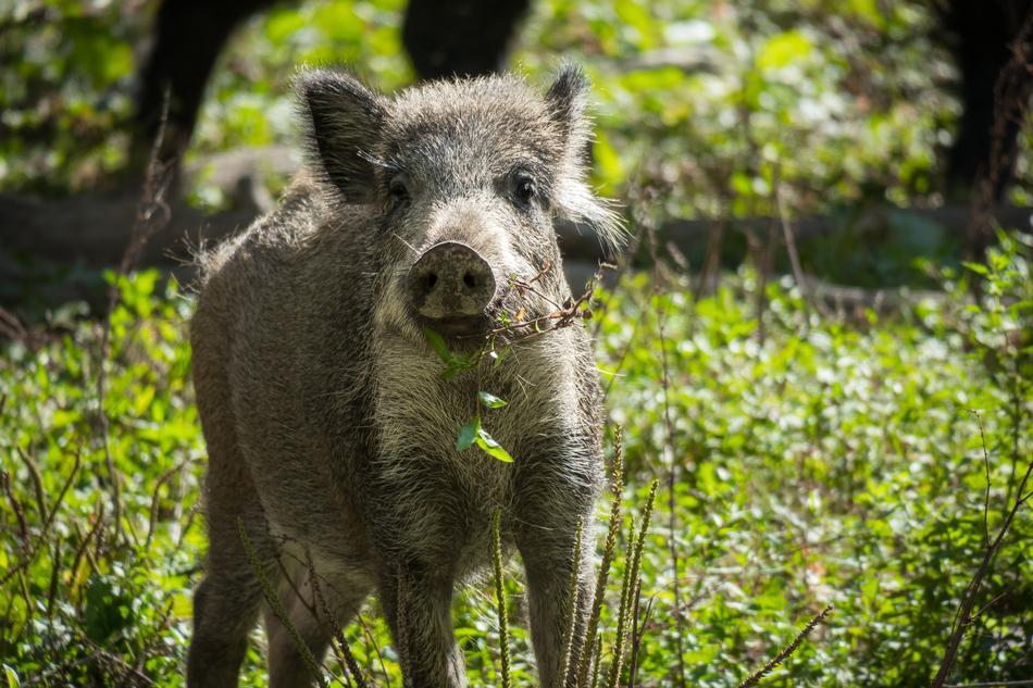 Wild Boar Pig in forest