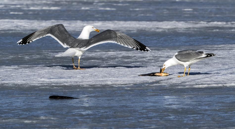 Water Bird Seagulls
