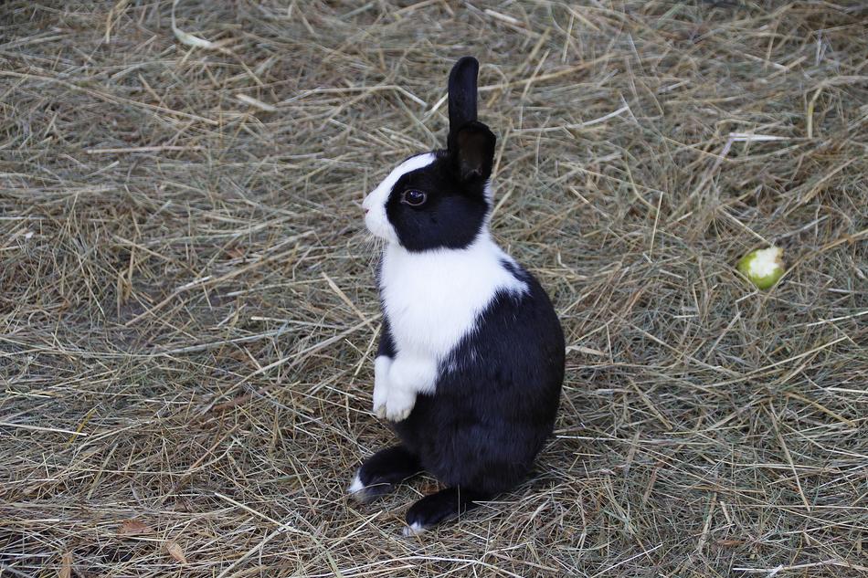 Rabbit Hare Animal