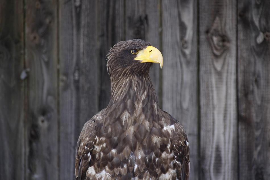 Golden Eagle Animal Bird